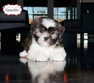 Dreamy Puppy Chantilly